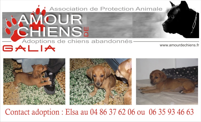 GALIA - Teckel / Basset - Femelle - 2 mois Galia10