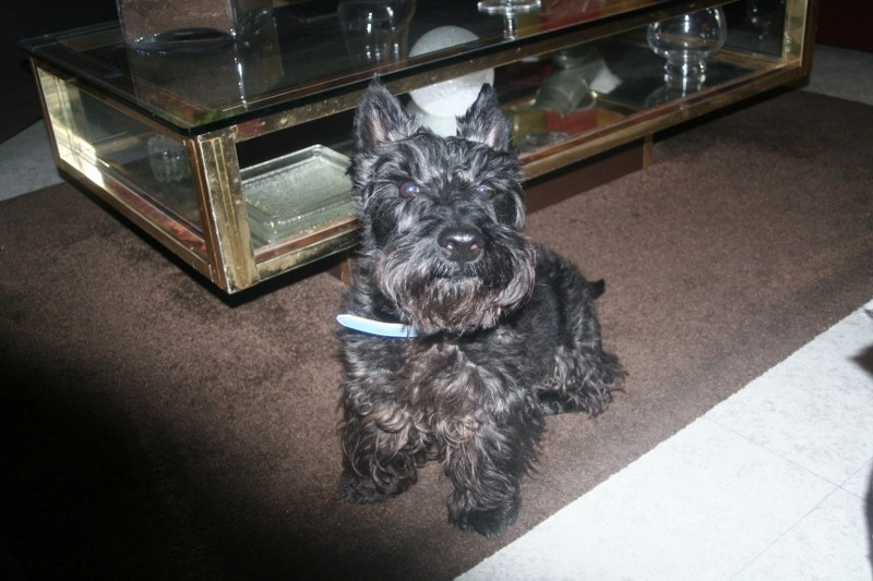 TIBO - SCOTTISH TERRIER - 4 ANS Img_0510