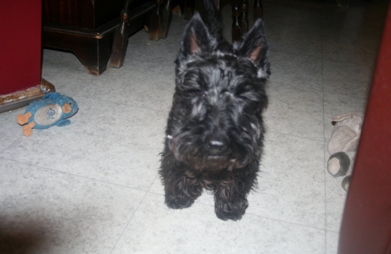 TIBO - SCOTTISH TERRIER - 4 ANS Img_0513