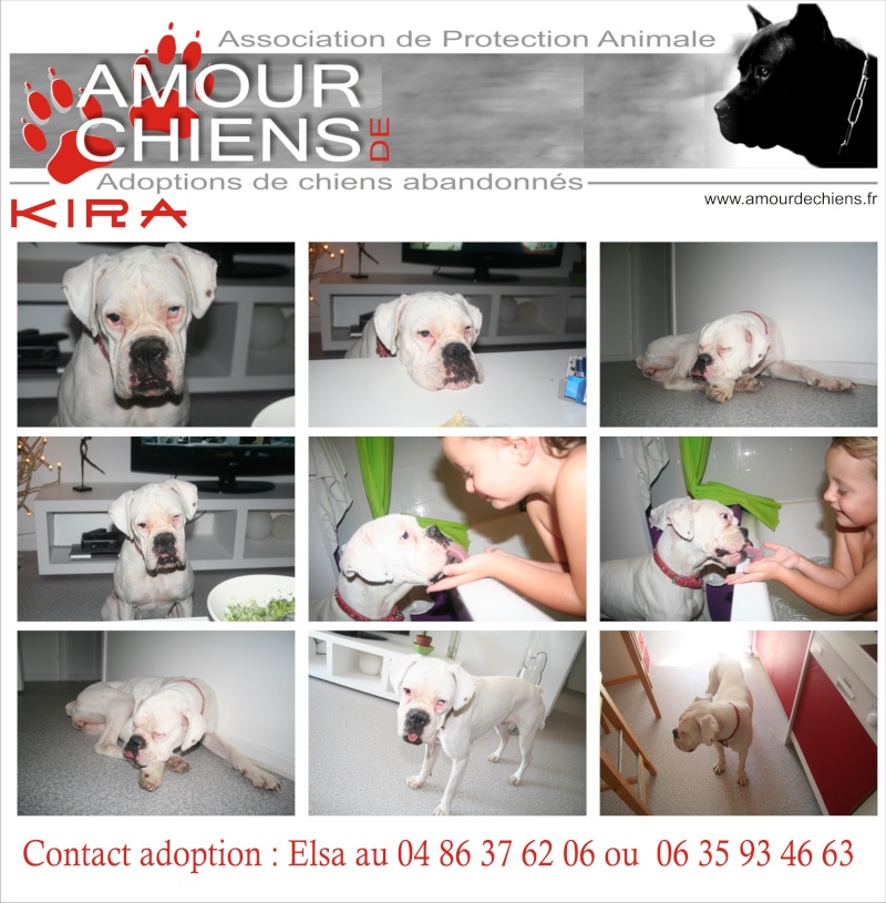 KIRA - Boxer Pure Race - 2 ans - Femelle Kira12