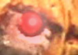 Terminator 4: le retour de la vengeance de citrouillator! Oeil11
