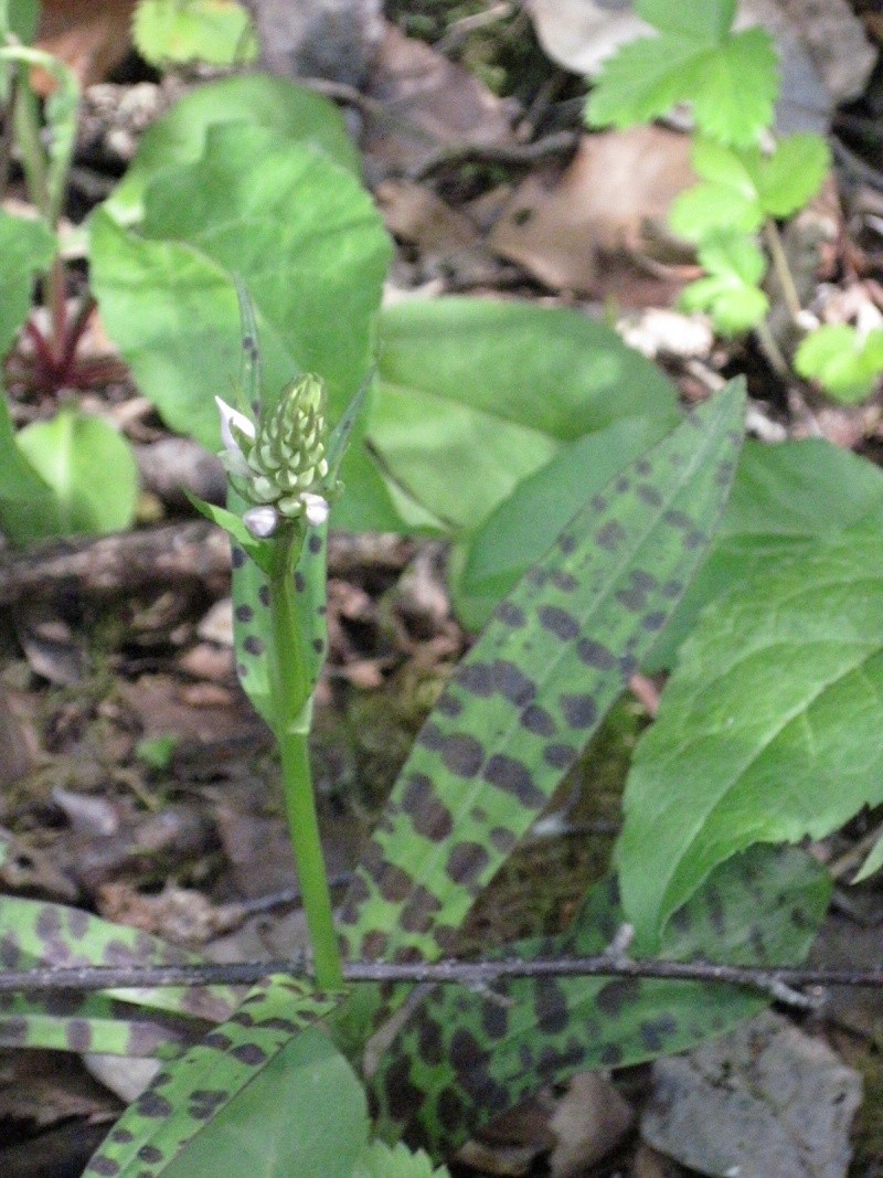 Dactylorhiza fuchsii Cauvig29