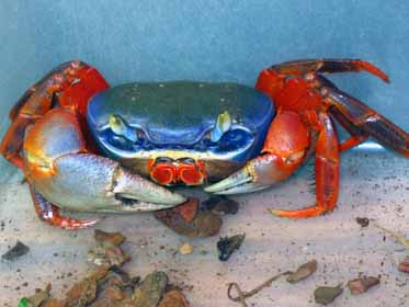 Crabe bleu a pate rouge Illkir10