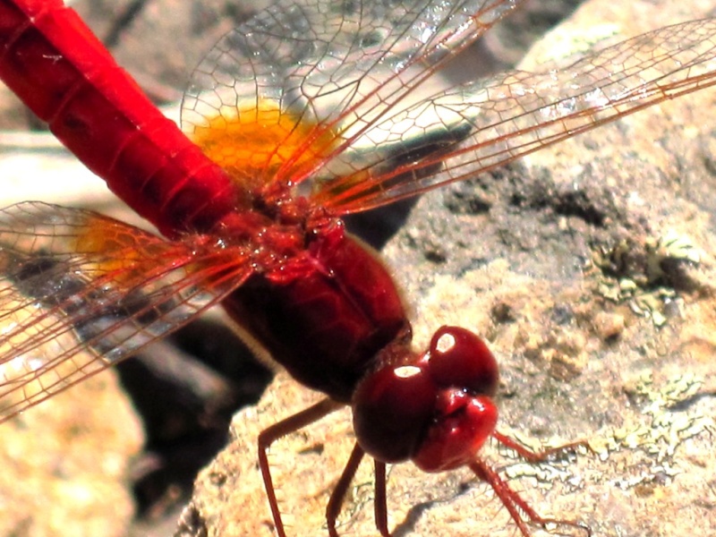 Crocothemis erythraea. Juille20