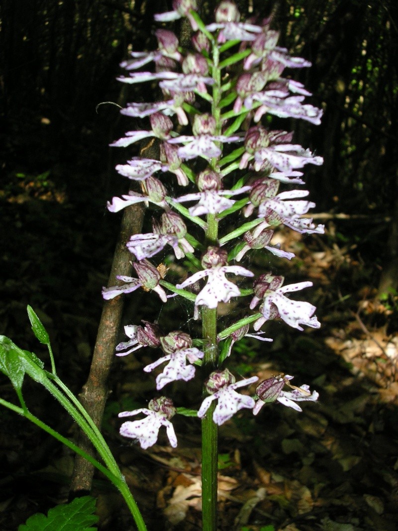 Orchidées en Picardie Rotati11