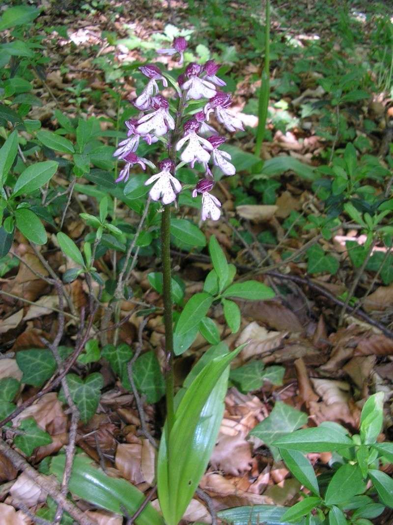 Orchidées en Picardie Rotati13