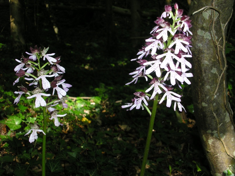 Orchidées en Picardie Sincen10