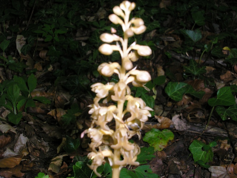 Orchidées en Picardie Sincen11