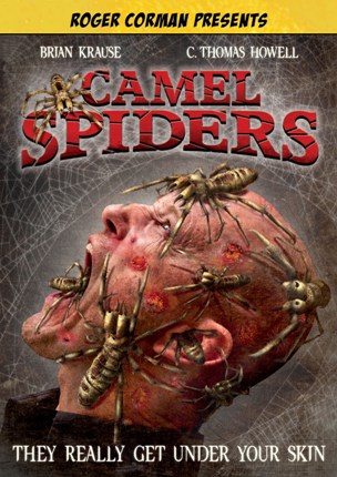 CAMEL SPIDERS - 2012 Camels10