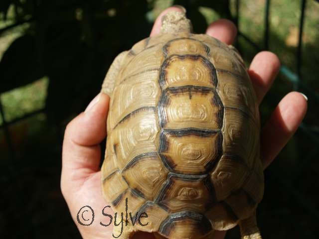 FETE de la TORTUE 2011 dans le GARD! P7037518