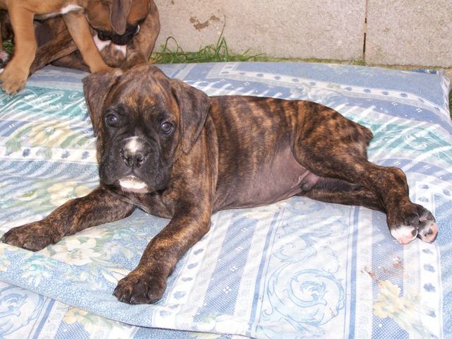 Vends chiots boxer G_20_j10