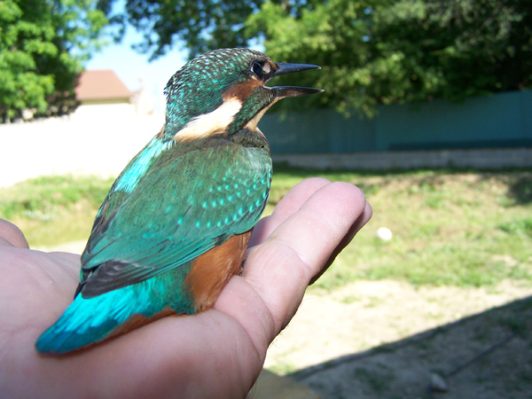 un zozio Oiseau10