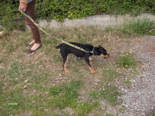 SOS pour Bijou, femelle Jagd Terrier, 2 ans (Arige 09) Bijou110