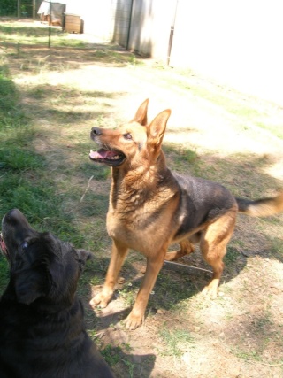 ELSA, labrador de 9 ans chez Francinette Borise10