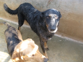 Perdu crois beauceron arlequin de 10 ans Centno20