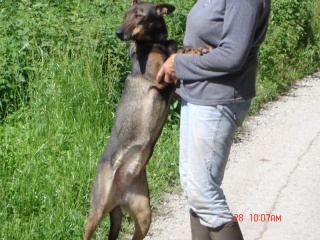 Elfy, croise Malinoise, 6 ans (Arige 09) Elfy_010