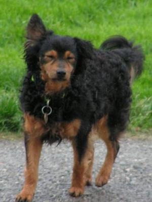 Lon, adorable chien de 10 ans (Oasis des Vtrans, Suisse) Leon10