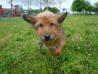 Petite croise griffonne de 14 ans Valdag10