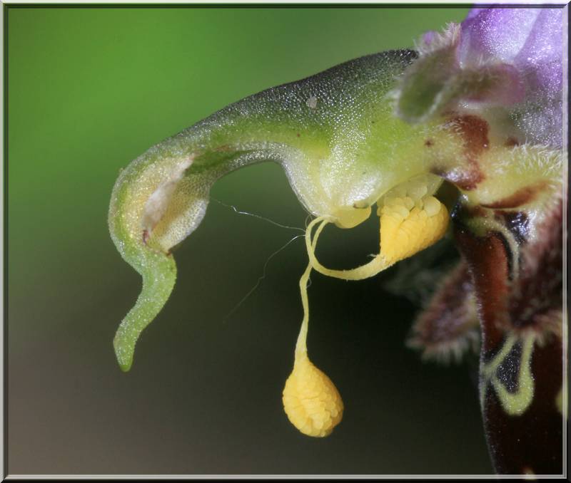 Ophrys apifera (Ophrys abeille ) Autofe10