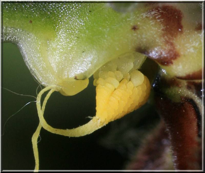 Ophrys apifera (Ophrys abeille ) Autofe11