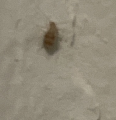 Insecte dans mon appartement qui prolifère  37269810