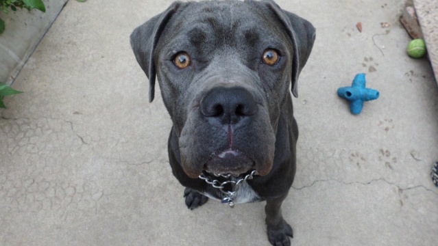 Un monstre de tendresse :  cane corso de 10mois Cimg0313