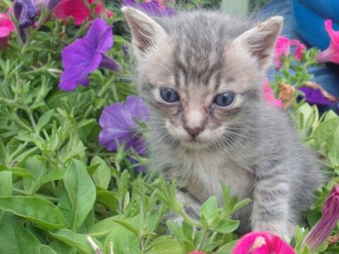 Dewey Un Chaton Trop Mignon Dewey Un Chaton Trop Mignon