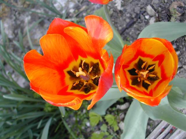 Tulipes Dscn9011