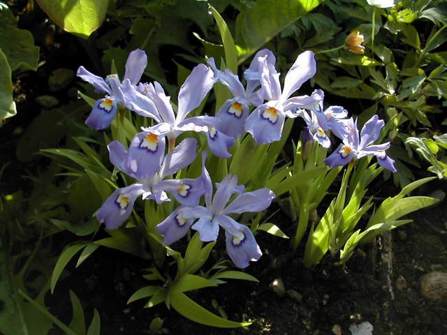 Iris cristata Iris_c10