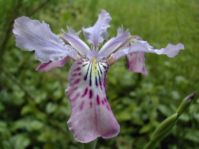 Iris milesii Iris_m11