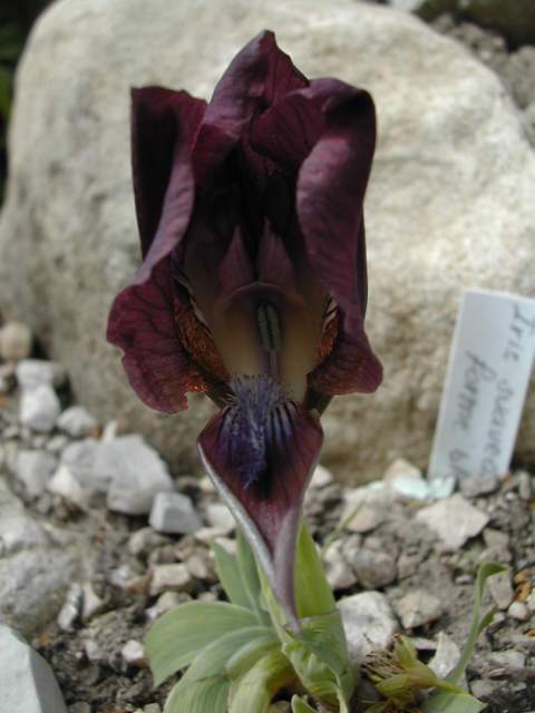 Le 1er iris barbu en fleur Iris_s10