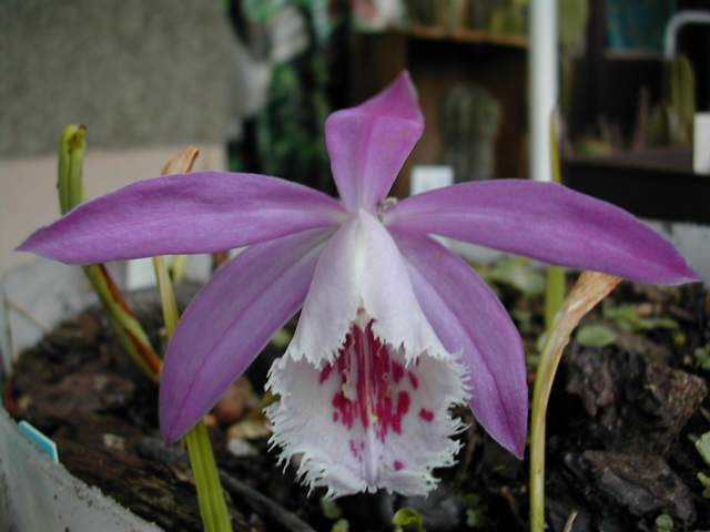 Pleione formosana 'Oriental Grace' Pleion16