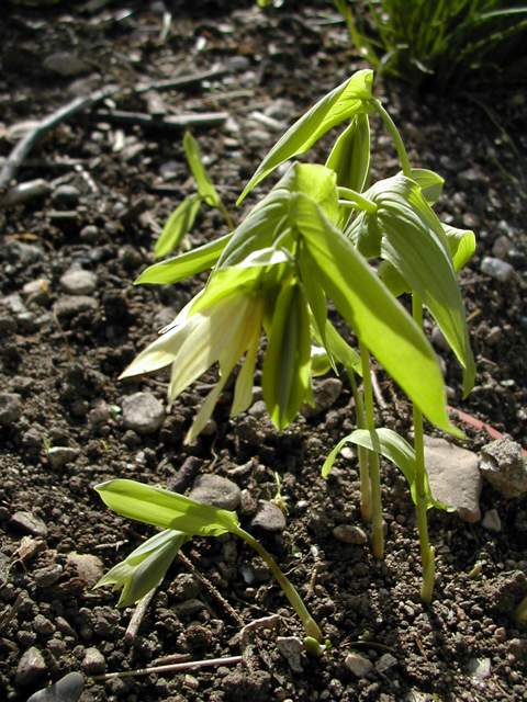 Uvularia grandiflora 'Pallida' Uvular10