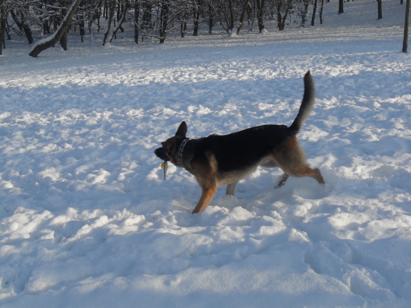 [VOTE] Concours : Nos chiens et l'hiver Sdc10811