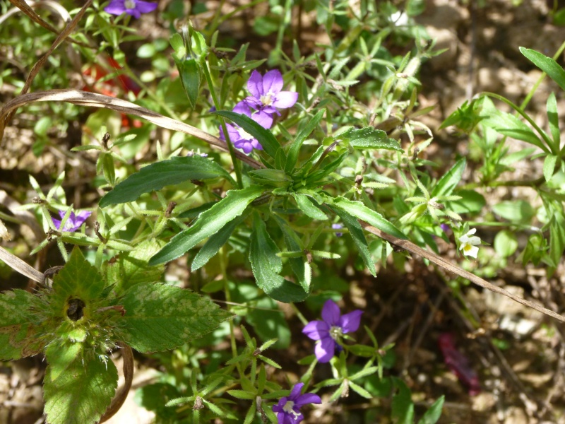 Identification fleur violette P1010911