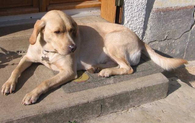 Cassie labrador femelle sable de 3 ans Adoptée (21) Cassie26