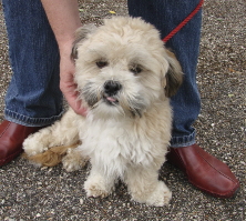 euthanasie :  lhassa apso g d'un an super urgent Lassa110