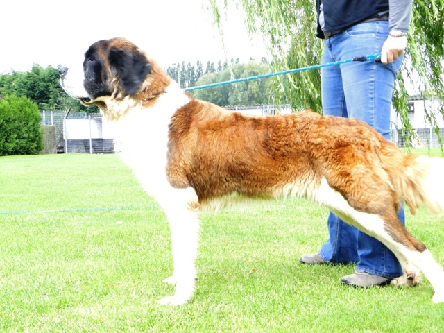 29 -  PITCHOUNE,8ans,springer spaniel,vite! Photo_14