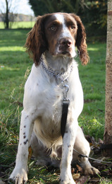 Toupy springer spaniel male 7 mois dpt 91 Toupy_12