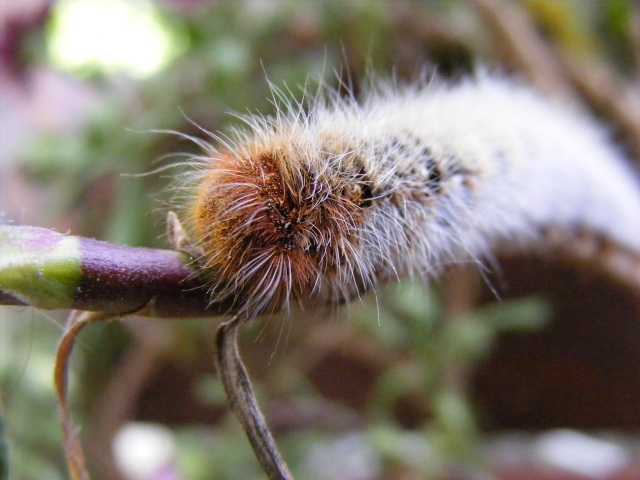 Chenille Dscf0227