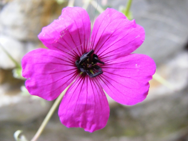 Petite fleur sympa Dscf0237