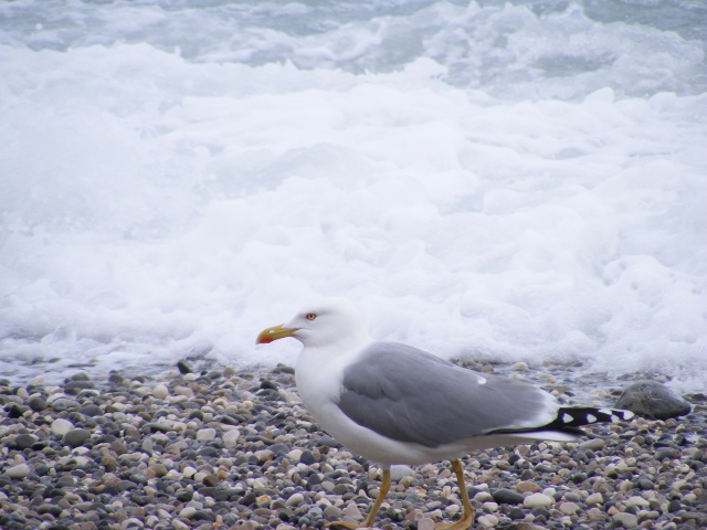 Oiseaux de bord de mer Dscf0325