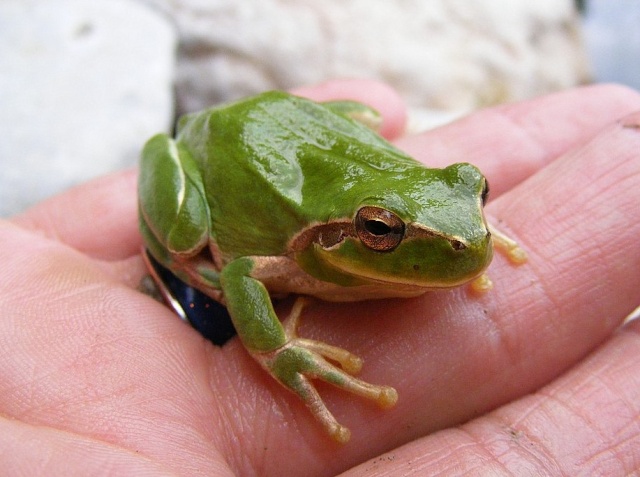 Petite grenouille Dscf1112