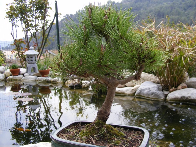 PINUS Pin10