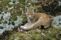 Intermède animalier [Felis lynx][teasing ouverture boutique cyclociel] Bebe-l10