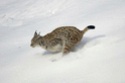 Intermède animalier [Felis lynx][teasing ouverture boutique cyclociel] Course10
