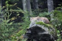 Intermède animalier [Felis lynx][teasing ouverture boutique cyclociel] Prepar10