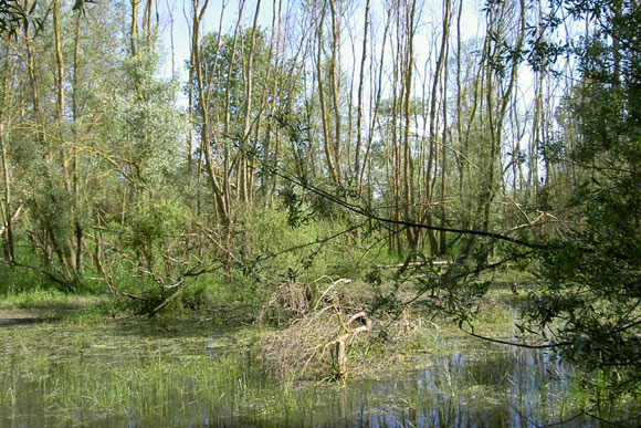 La rserve naturelle du Val d'Allier 2_boir10