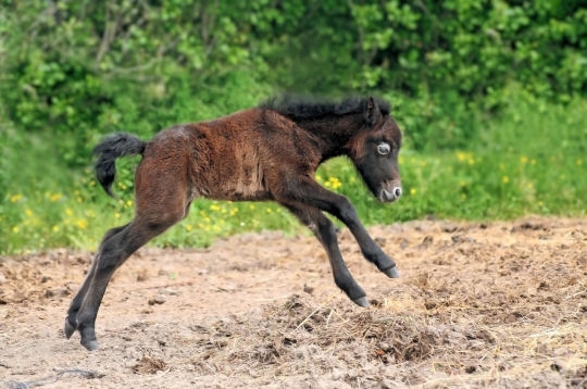 Les bbs animaux qui vous font le plus craquer 5-poul10