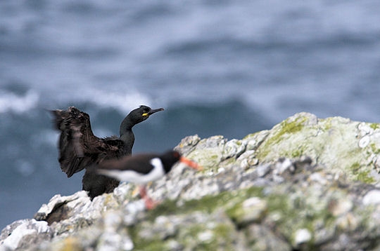 Comme un oiseau aux Shetland 5837710